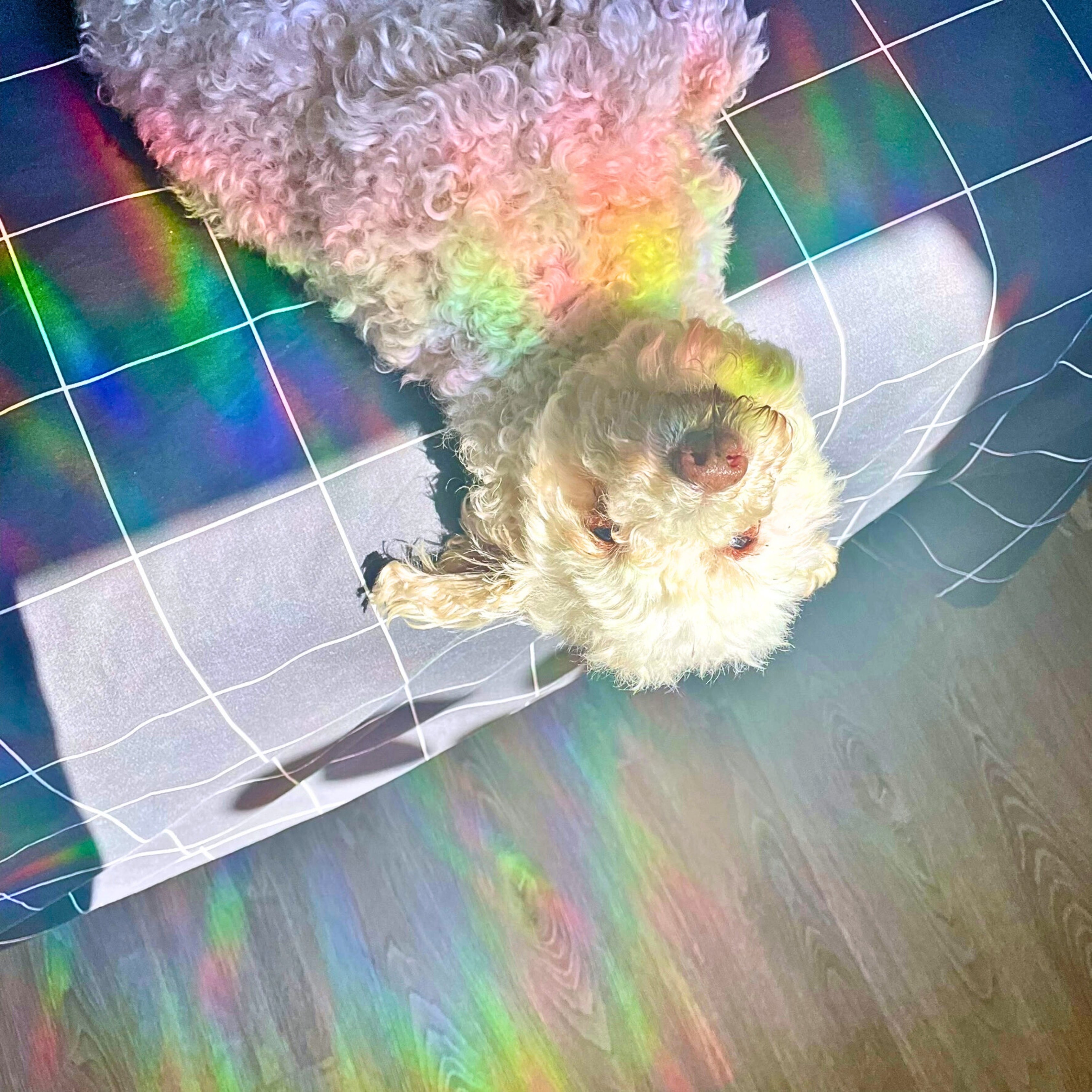 Bohemian Artwork Suncatcher Sticker