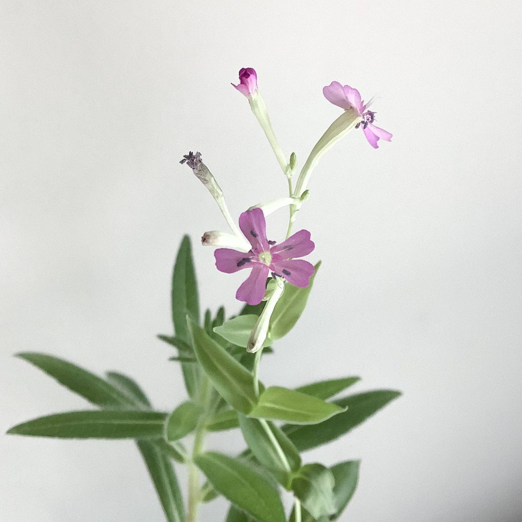 Plantable Holiday Card - Seasons Greetings