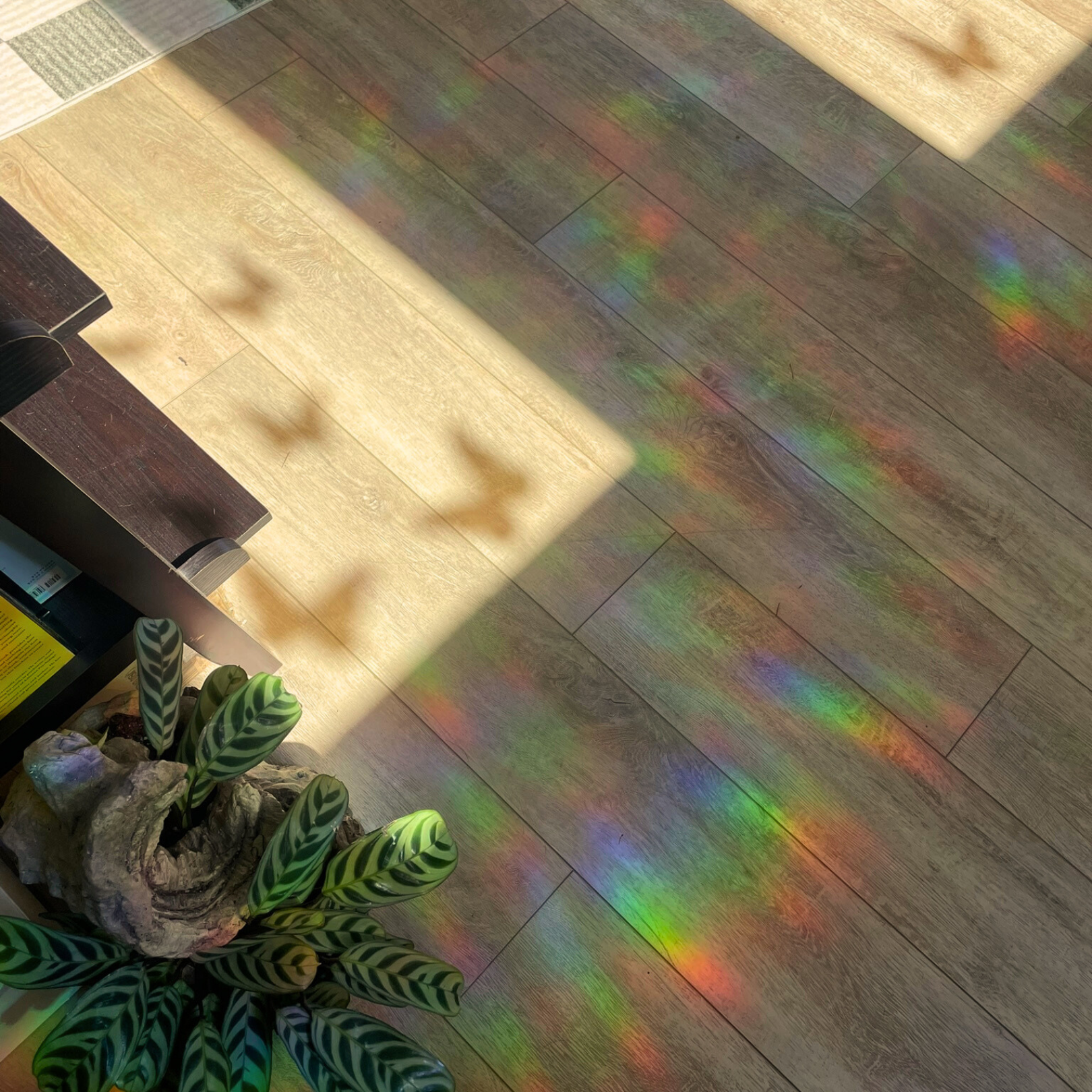 Butterfly Suncatcher Sticker